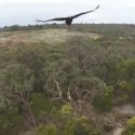 Eagle knocks drone out of sky